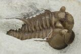 Scarce Cyphaspis Carrolli Trilobite - Oklahoma #226569-1